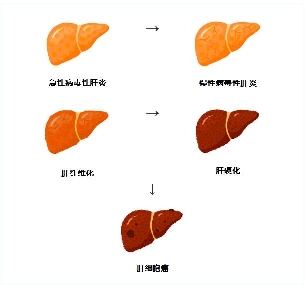 木通的功效与作用及禁忌_木通的功效与作用_伊匹木单抗功效与作用