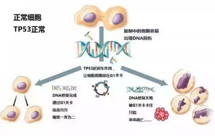 肺癌鳞癌基因检测_肺癌基因检测方法_肺癌基因检测吉非替尼耐药