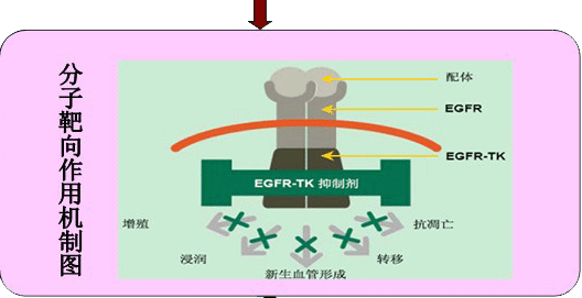 易瑞沙耐药后基因检测_肺癌基因检测吉非替尼耐药_肺癌基因检测 肺癌帮