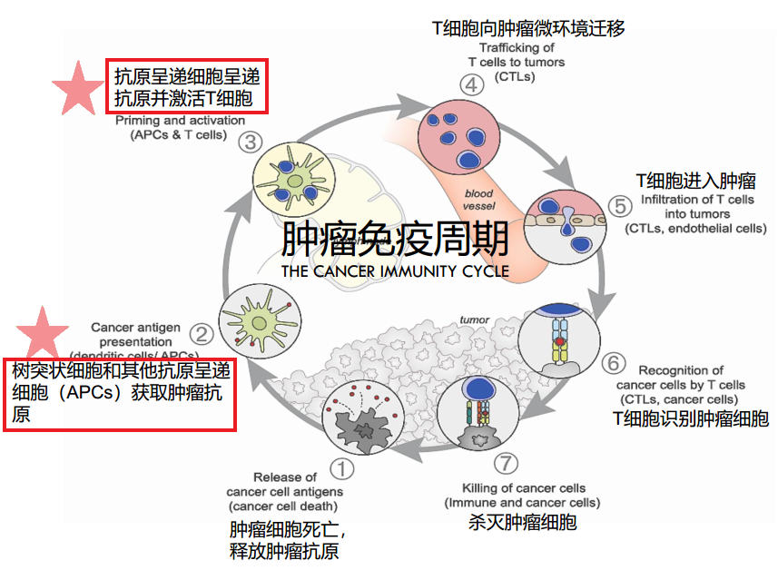 肺癌生物靶向药吉非替尼副作用_肺癌生物靶向治疗_肺癌骨转靶向药有效吗