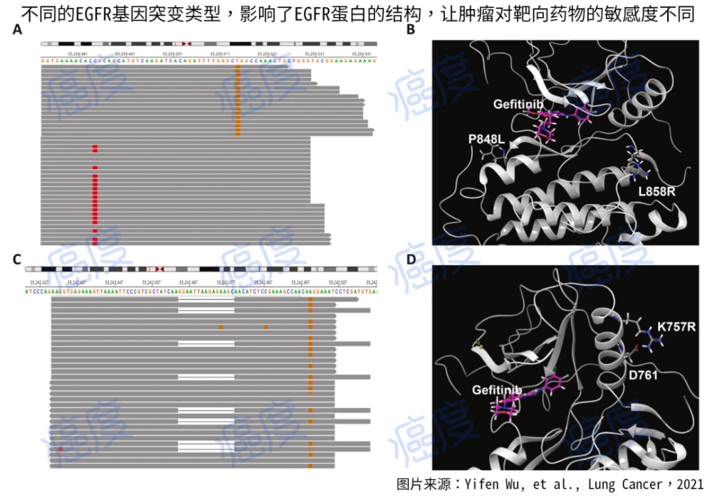 肺癌寡转移,基因无突变_肺癌晚期吃五谷_晚期肺癌无突变可以吃奥希替尼吗