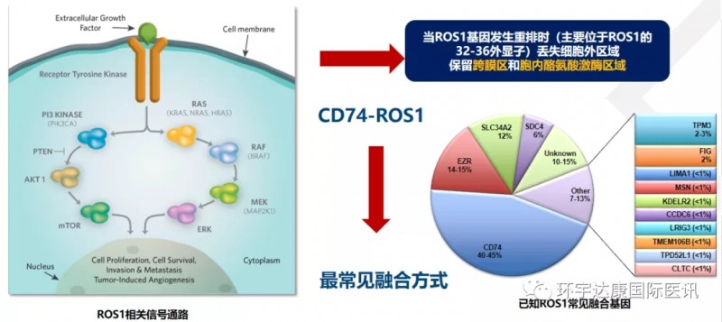 肺癌晚期吃五谷_肺癌寡转移,基因无突变_晚期肺癌无突变可以吃奥希替尼吗