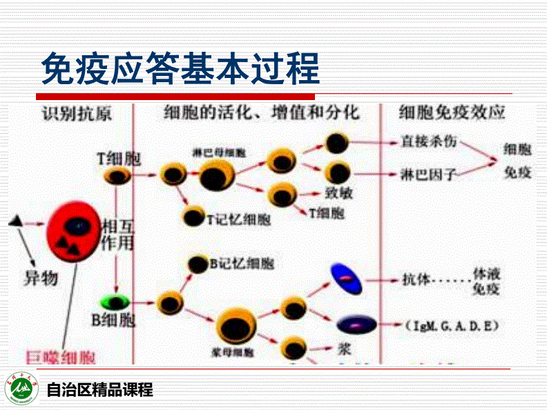 贝伐珠单抗 耐药性_贝伐单抗和贝伐珠单抗_贝伐珠单抗早期肠癌术后