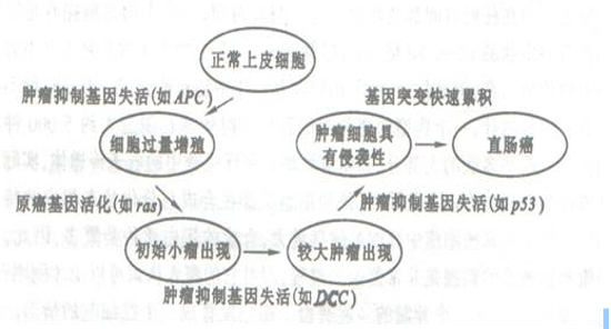 克唑替尼多久出现耐药_吉非替尼耐药met扩增是啥_拉帕替尼服用多久耐药