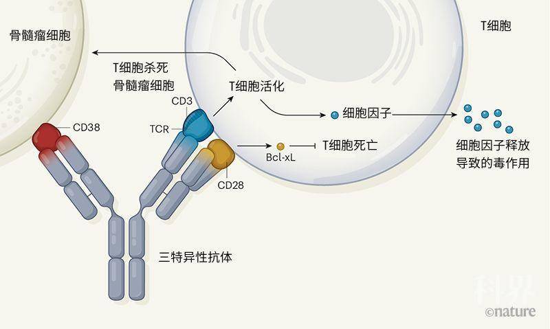 贝伐单抗对乳腺癌_贝伐单抗耐药性_贝伐单抗和贝伐珠单抗