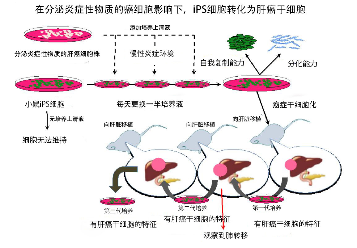 索拉非尼肝癌获益_索拉非尼与多纳非尼_索拉非尼 肝癌 缺点