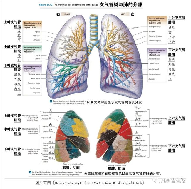 一例晚期肺腺癌合并恶性胸水的老年患者应用单抗的病例