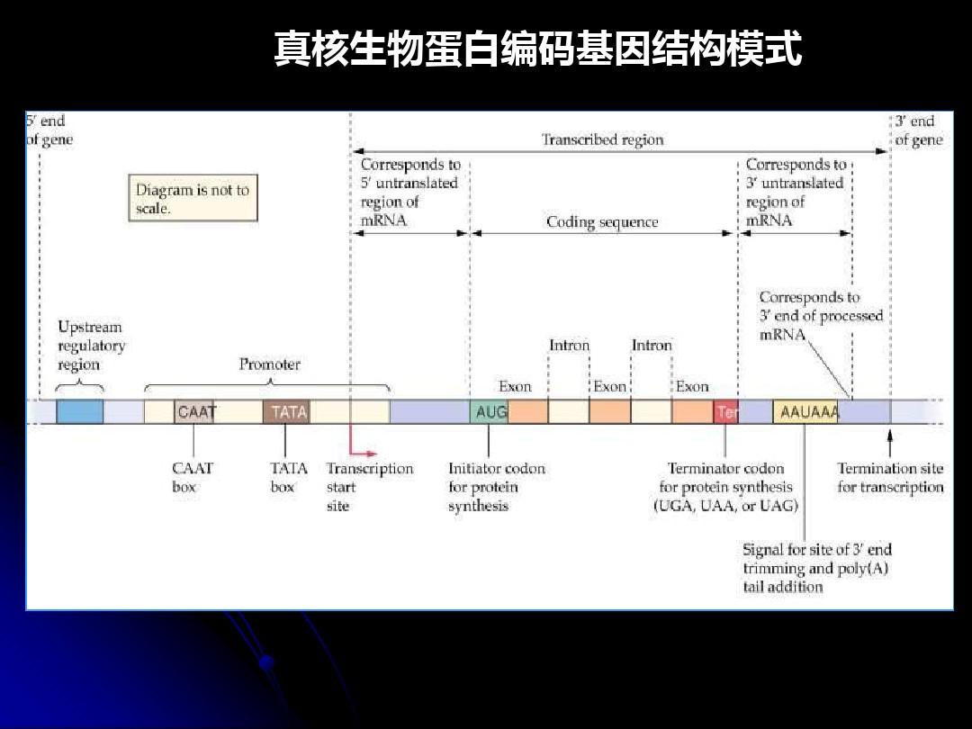原核生物基因结构图片